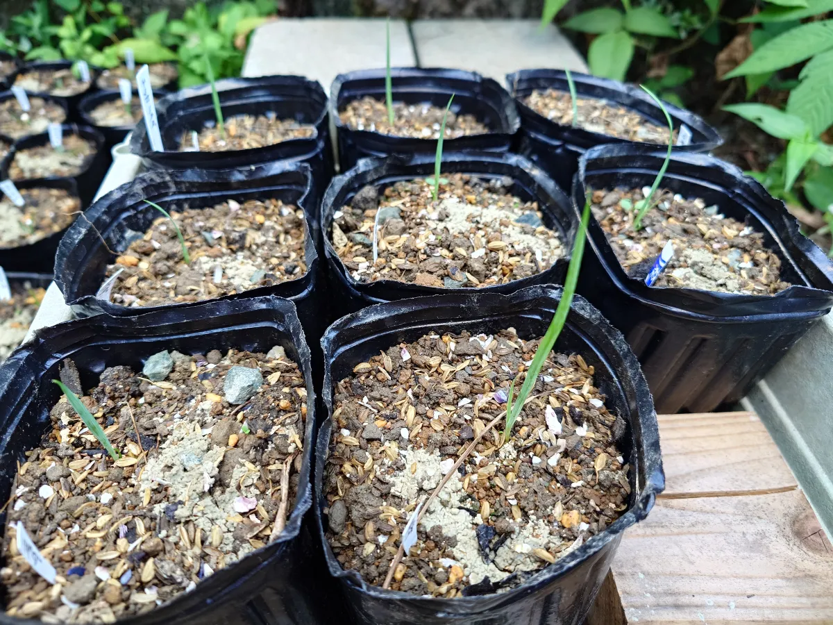 Yucca rigida (ユッカ リギダ)