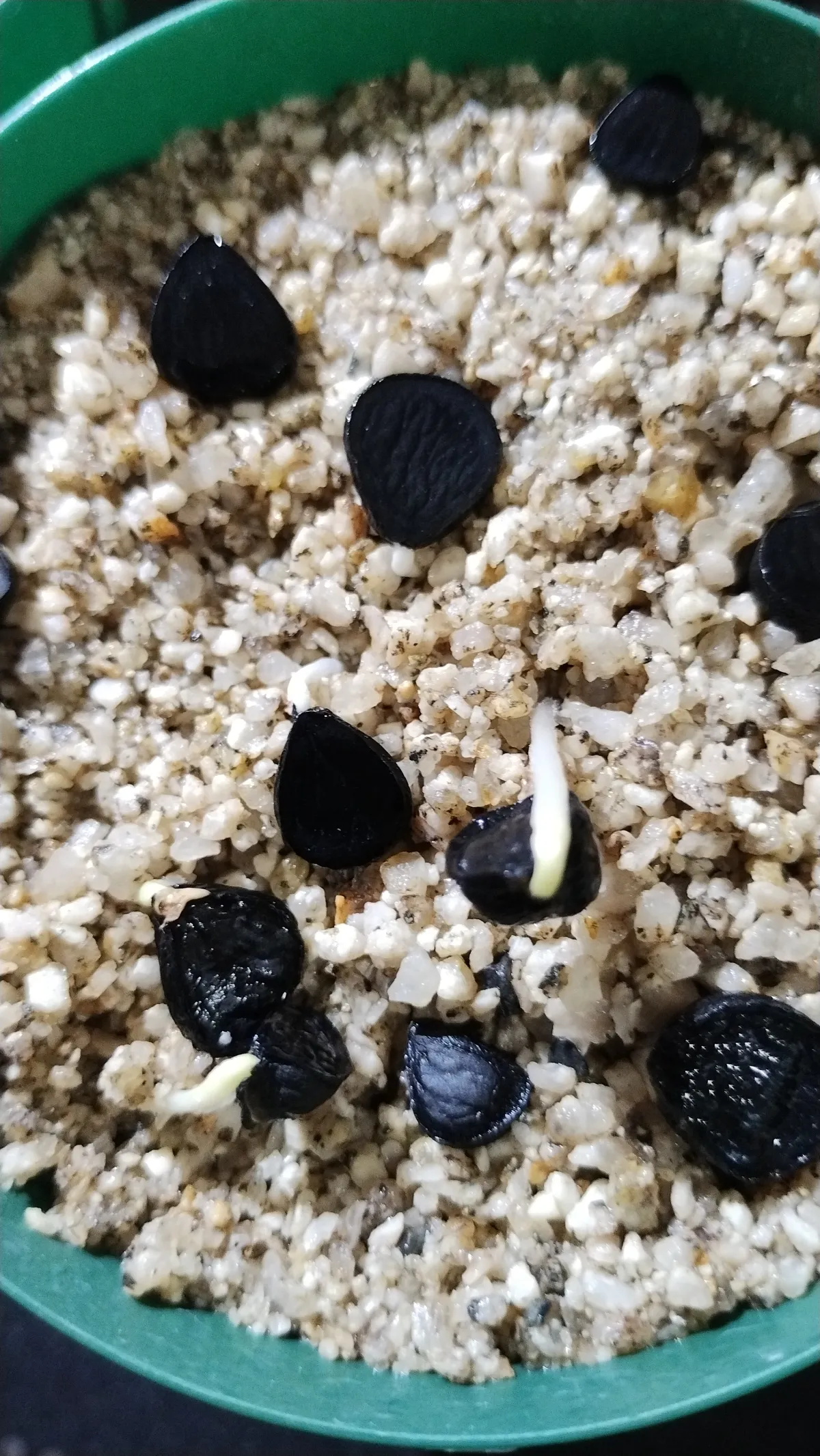 Yucca baccata var. baccata (ユッカ バッカタ)