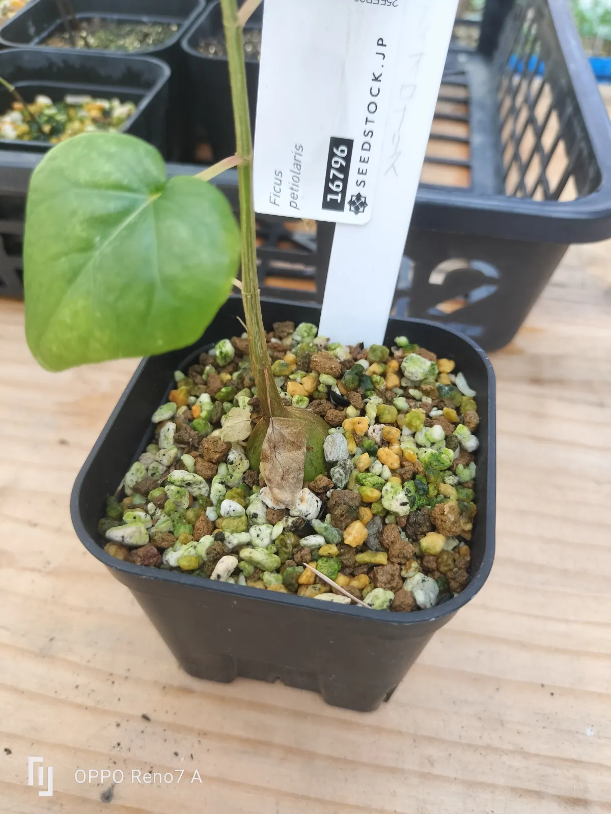 Ficus petiolaris (フィカス ペティオラリス)