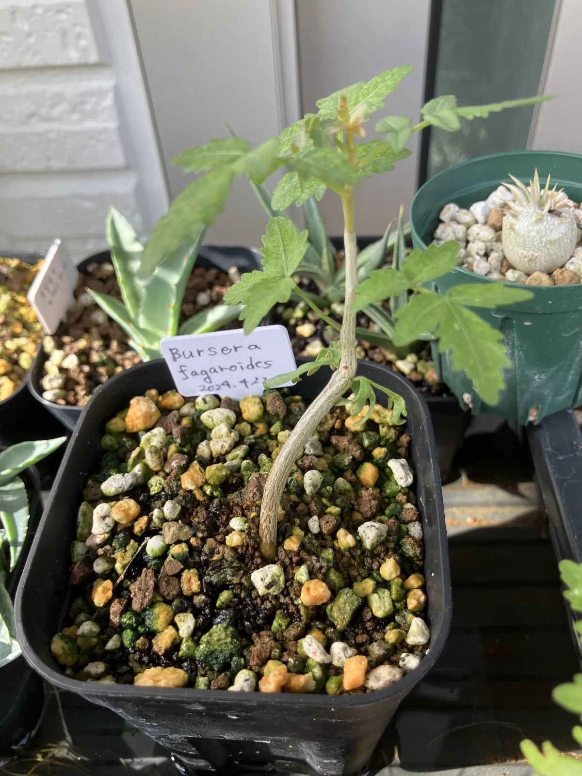 Bursera fagaroides (ブルセラ ファガロイデス)