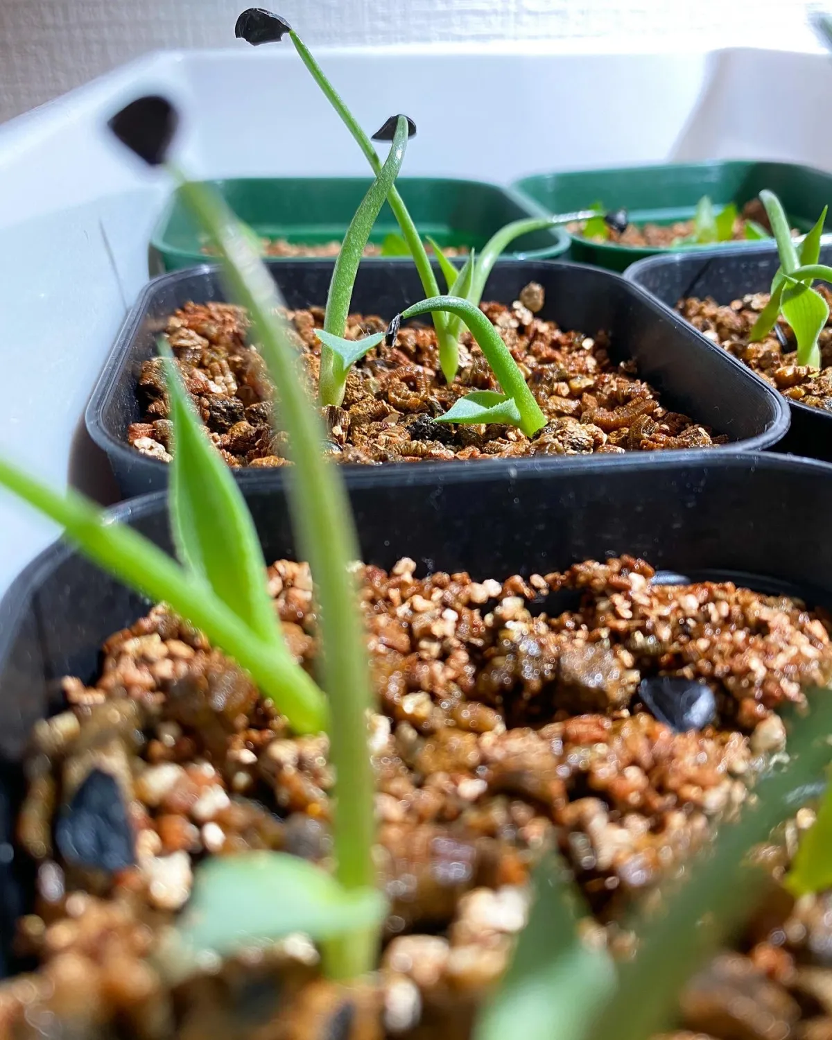 Agave isthmensis (アガベ イシスメンシス)