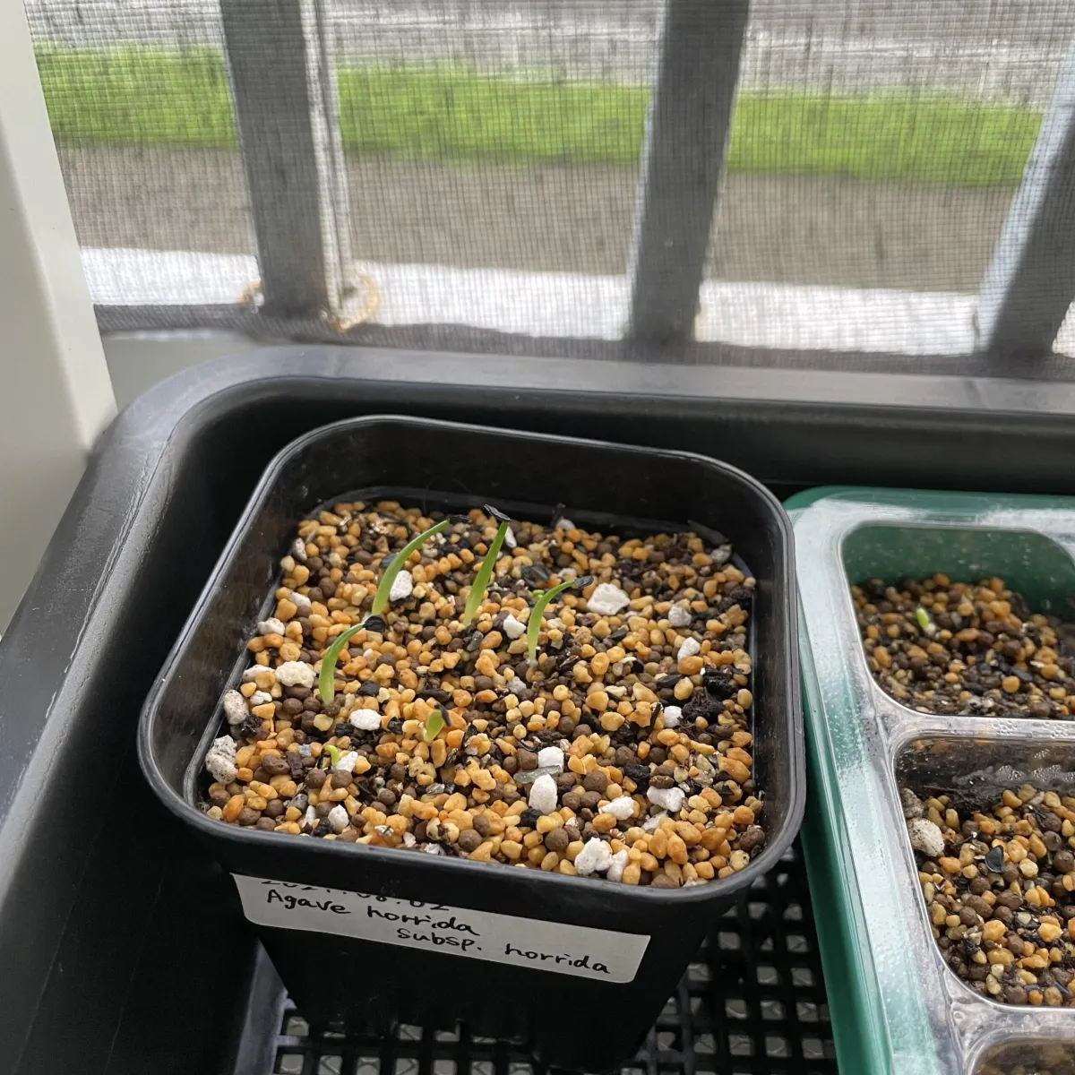 Agave horrida ssp. horrida (アガベ ホリダ)