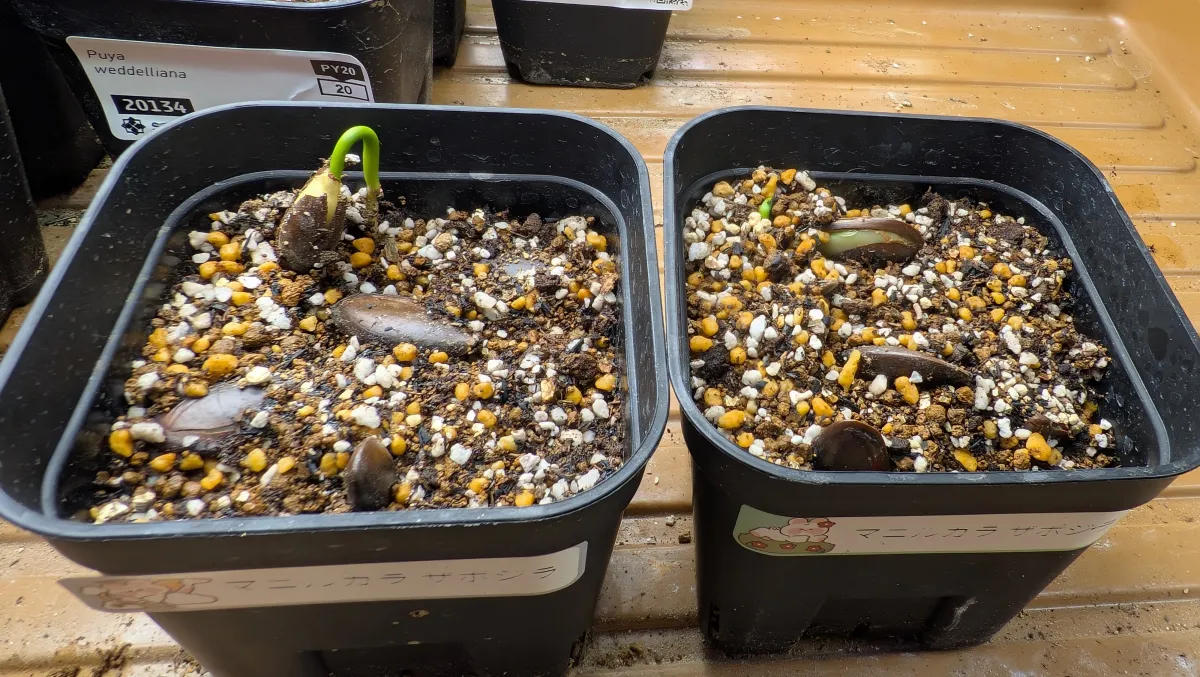 Manilkara zapota (マニルカラ ザポジラ)