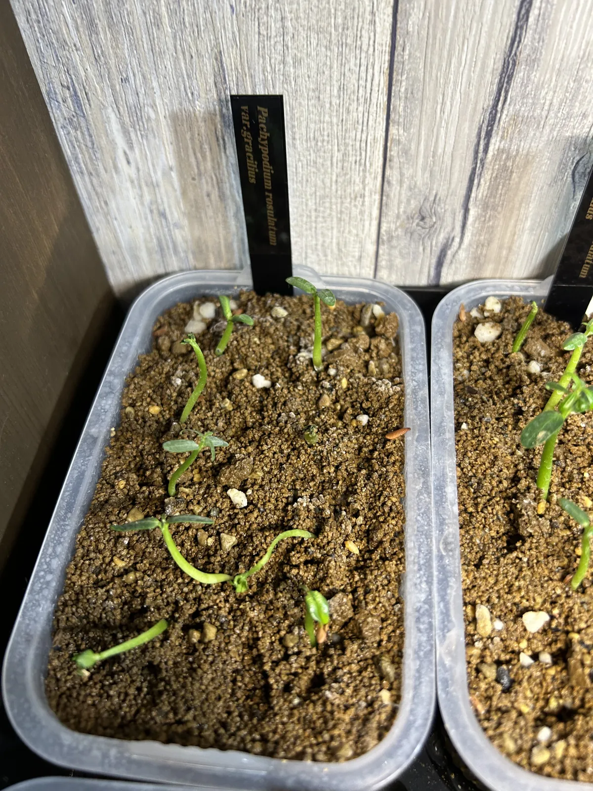 Pachypodium rosulatum var. gracilius (パキポディウム グラキリス)