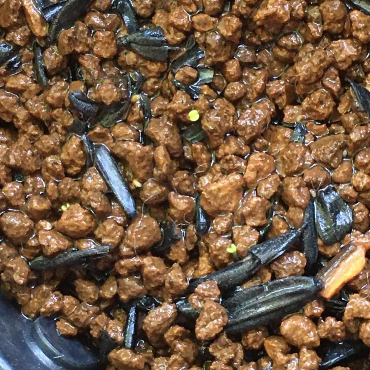 Dudleya pulverulenta (ダドレヤ プルベルレンタ)