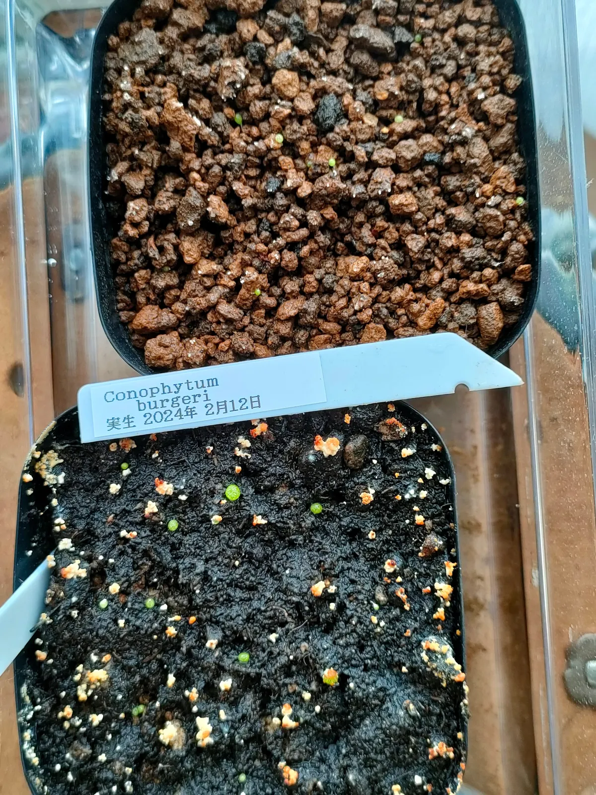 Conophytum burgeri (コノフィツム ブルゲリ)