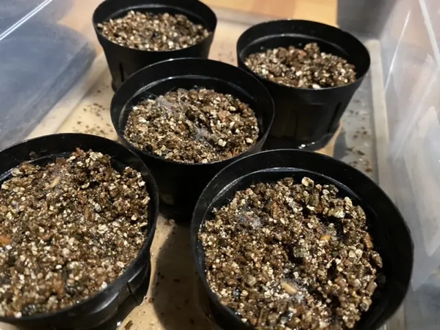 Pachypodium brevicaule sap. leucoxanthum