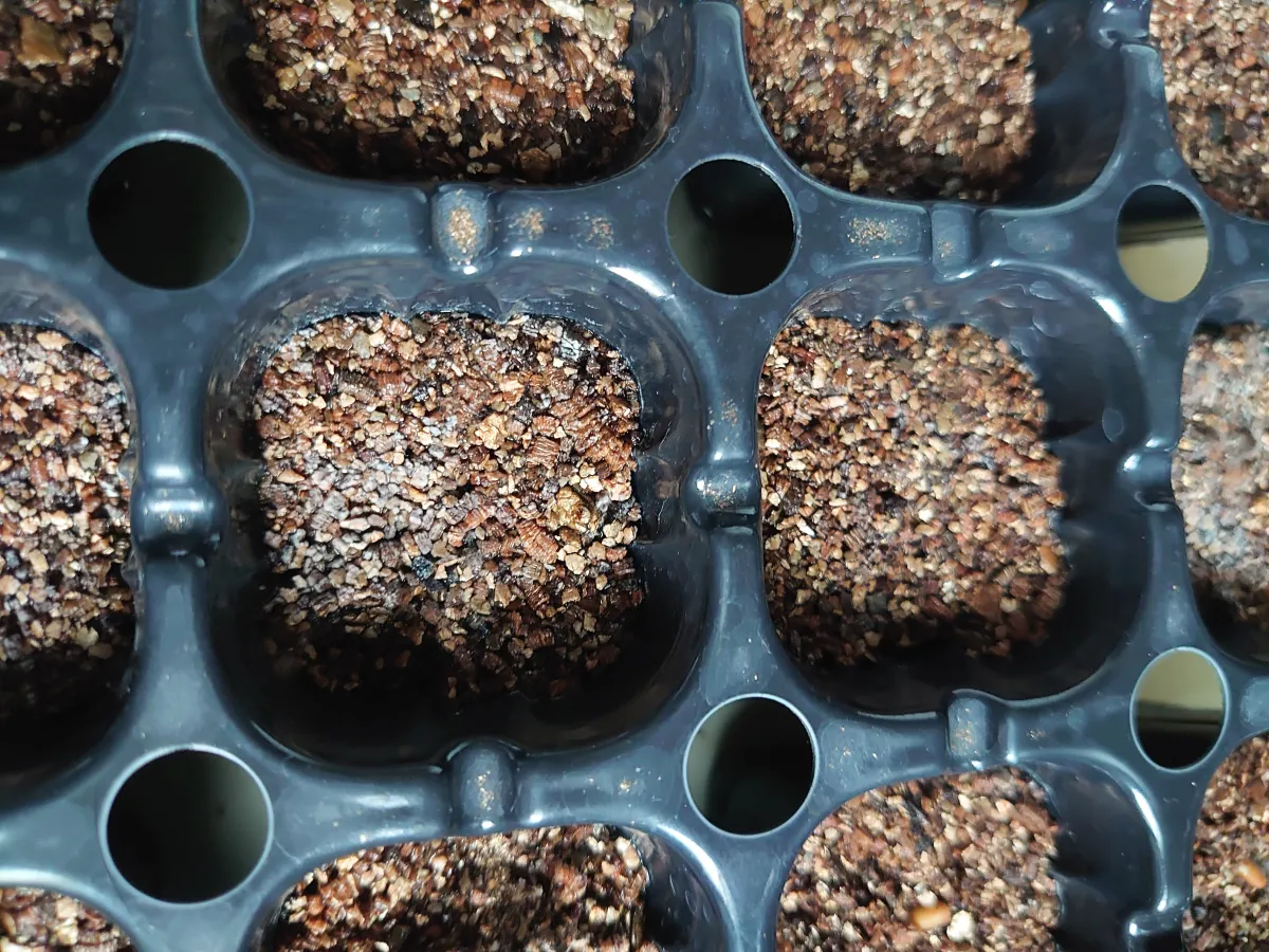 Dasylirion longissimum var. longissimum (ダシリリオン ロンギシマム)