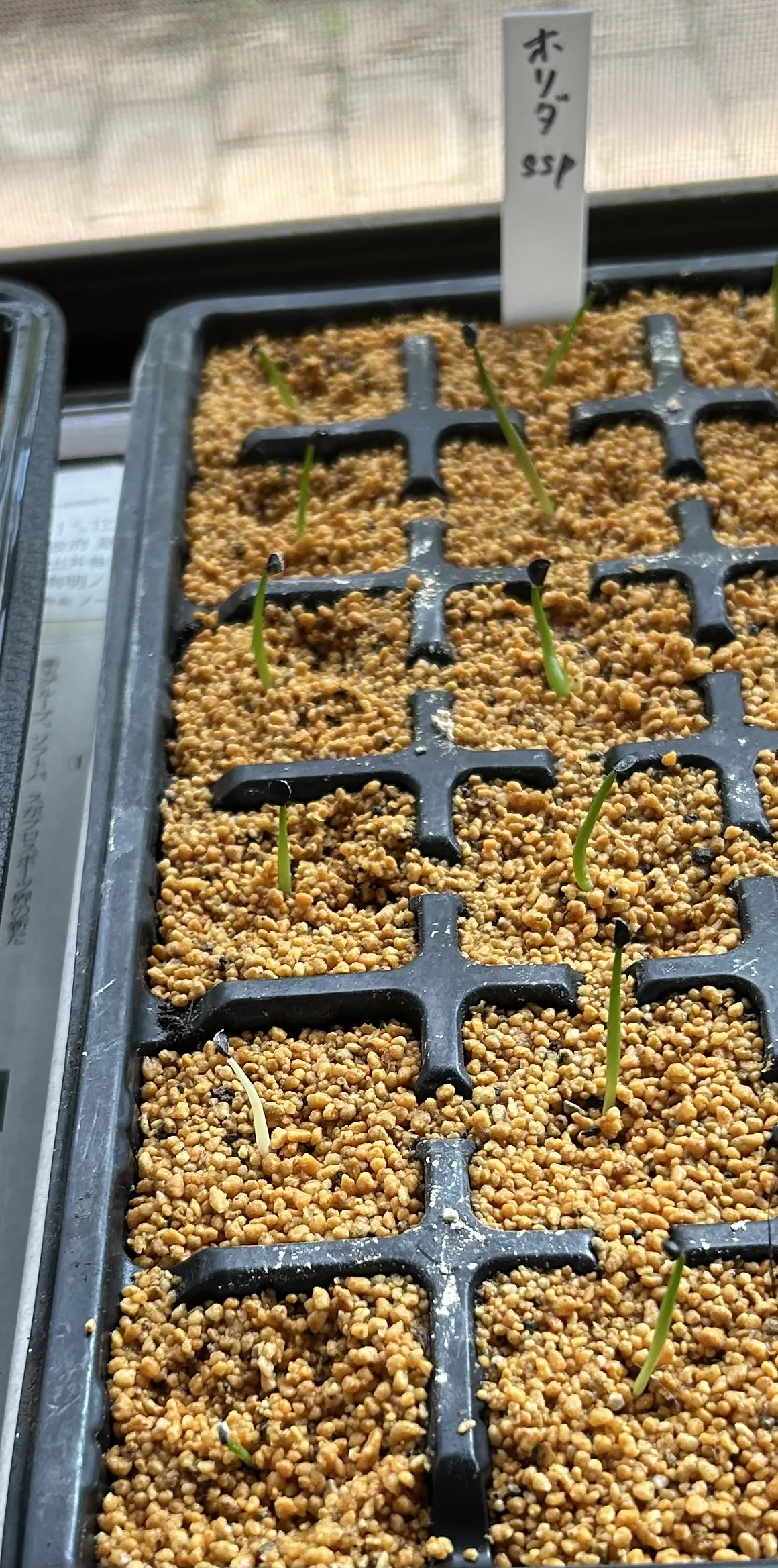 Agave horrida ssp. horrida (アガベ ホリダ)