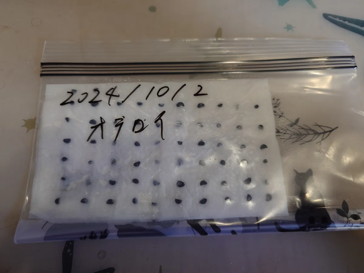 Agave oteroi (アガベ オテロイ)