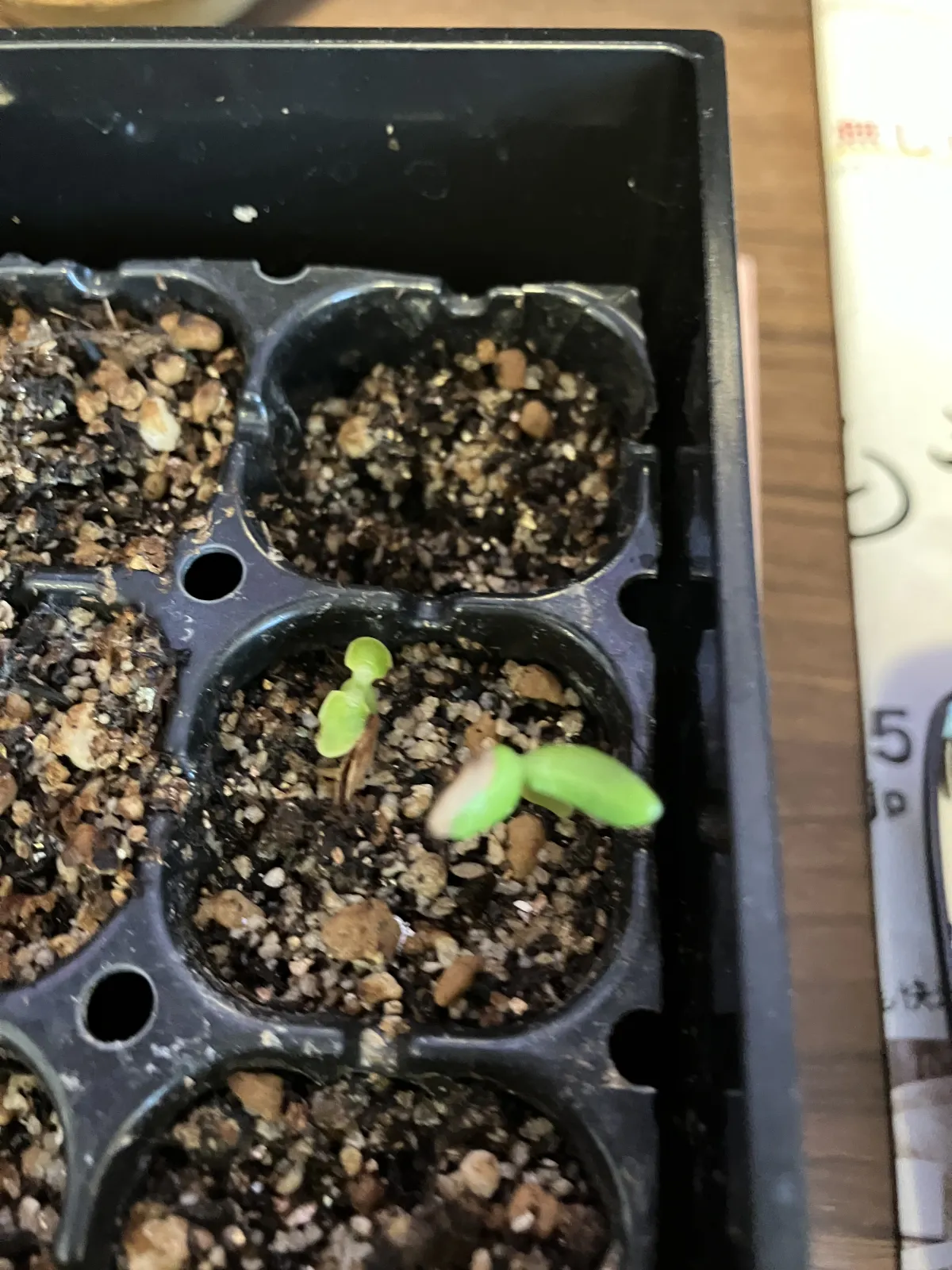 Pachypodium rosulatum ssp. rosulatum (パキポディウム ロスラーツム)