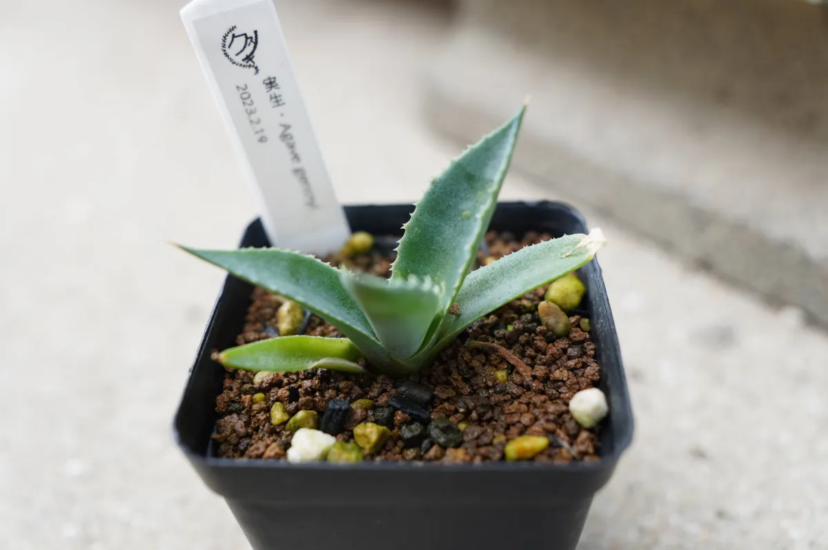 Agave gentryi (アガベ ジェントリー)
