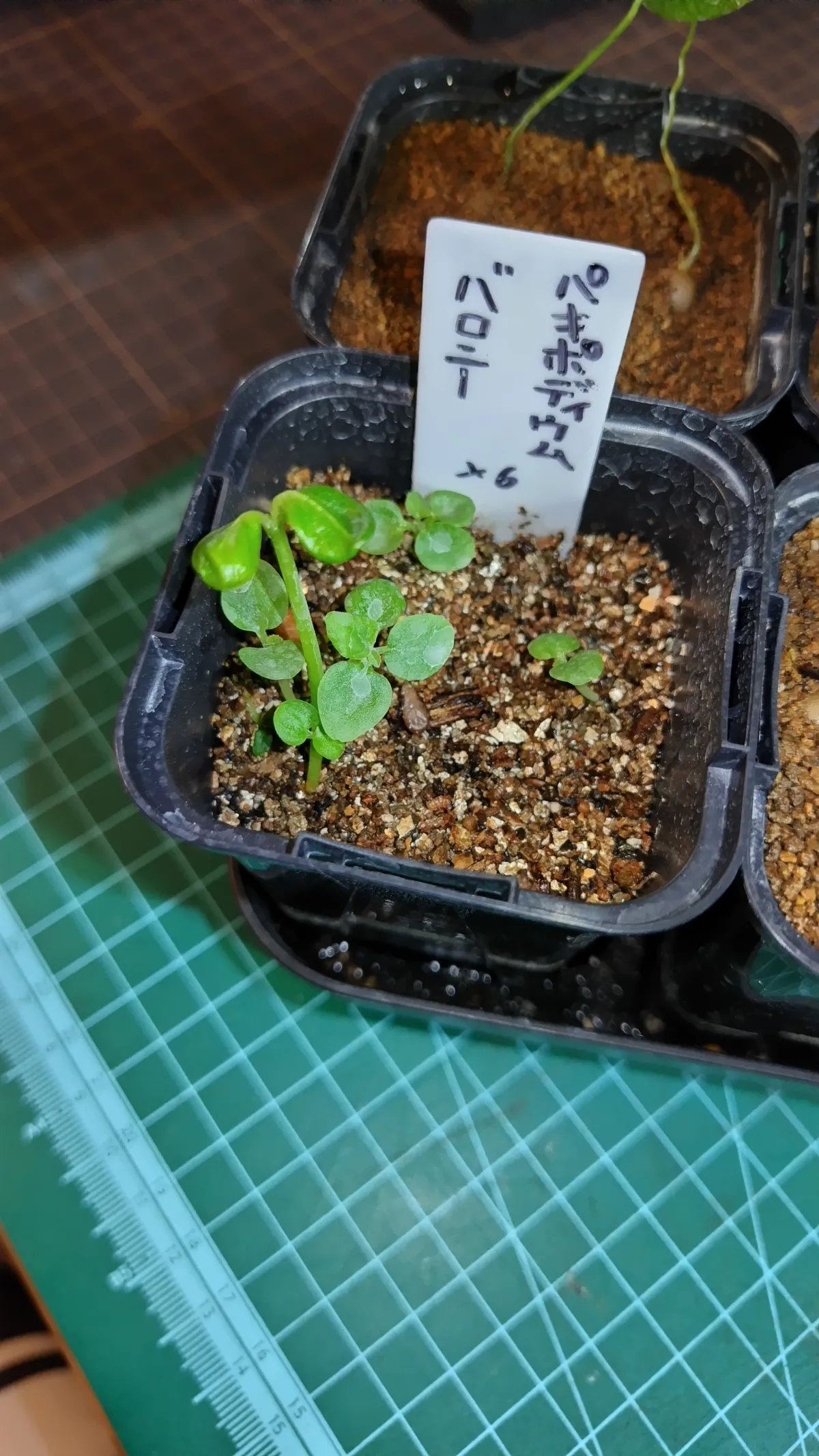 Pachypodium baronii (パキポディウム バロニー)