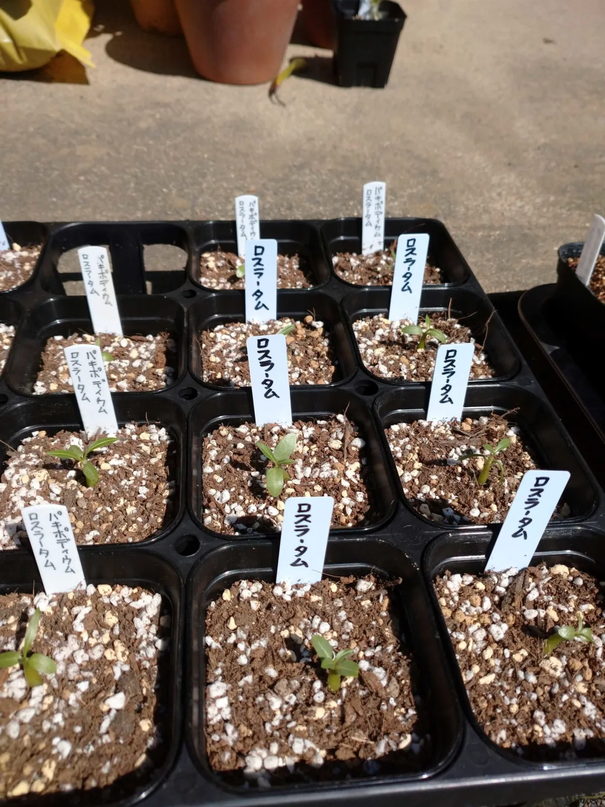 Pachypodium rosulatum ssp. rosulatum (パキポディウム ロスラーツム)