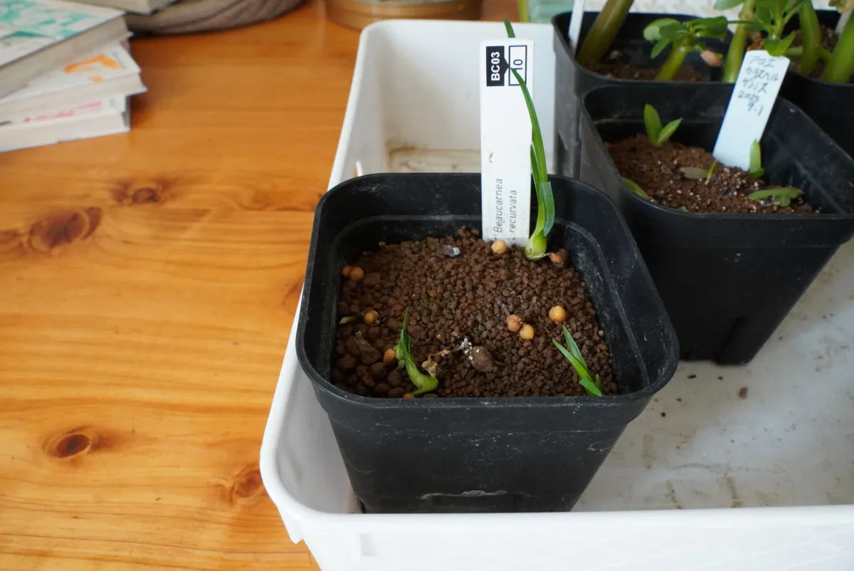 Beaucarnea recurvata (ボーカルネア レクルバータ)