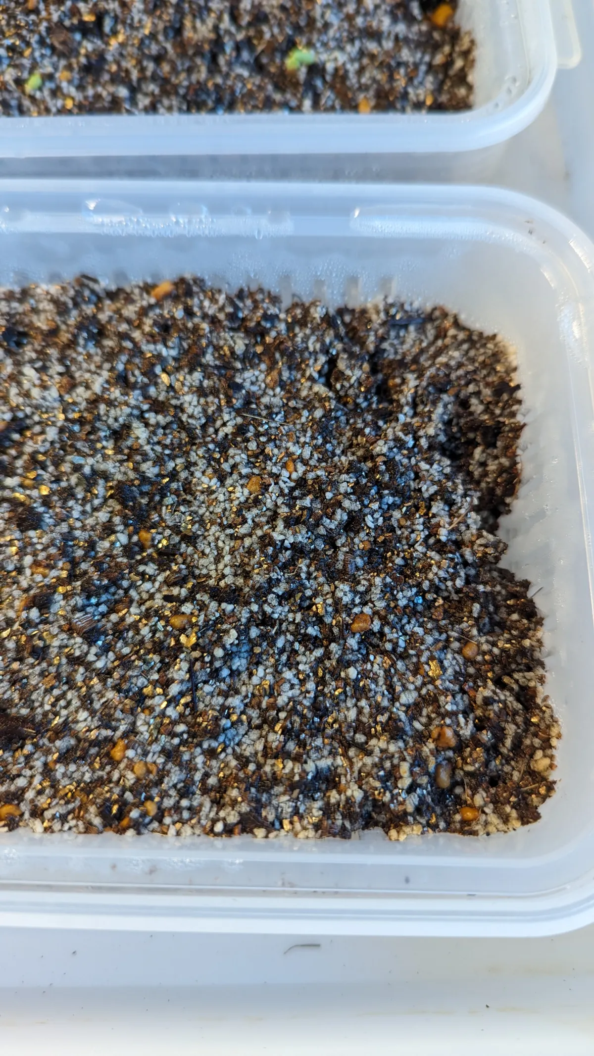 Pachypodium brevicaule (パキポディウム ブレビカウレ（短茎） ())