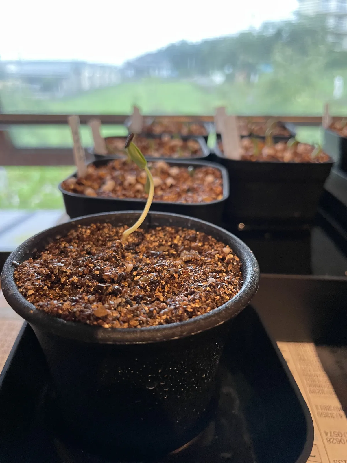 Senna meridionalis (センナ メリディオナリス)