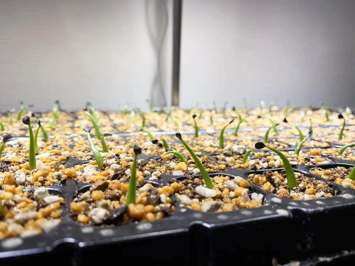 Agave utahensis var. eborispina (アガベ エボリスピナ)