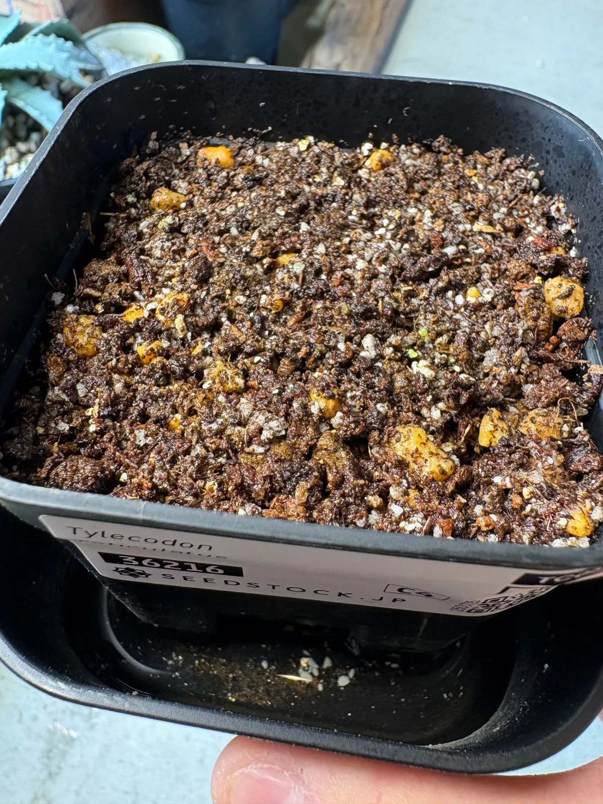 Tylecodon reticulatus subsp. reticulatus (ティレコドン レティクラタス)