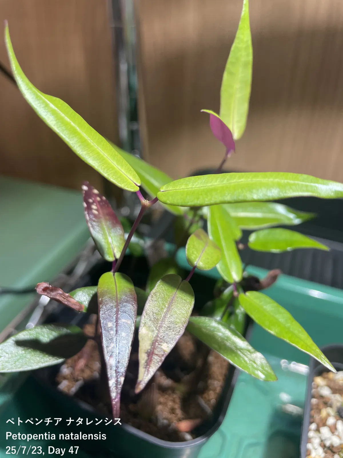 Petopentia natalensis (ペトペンチア ナタレンシス)