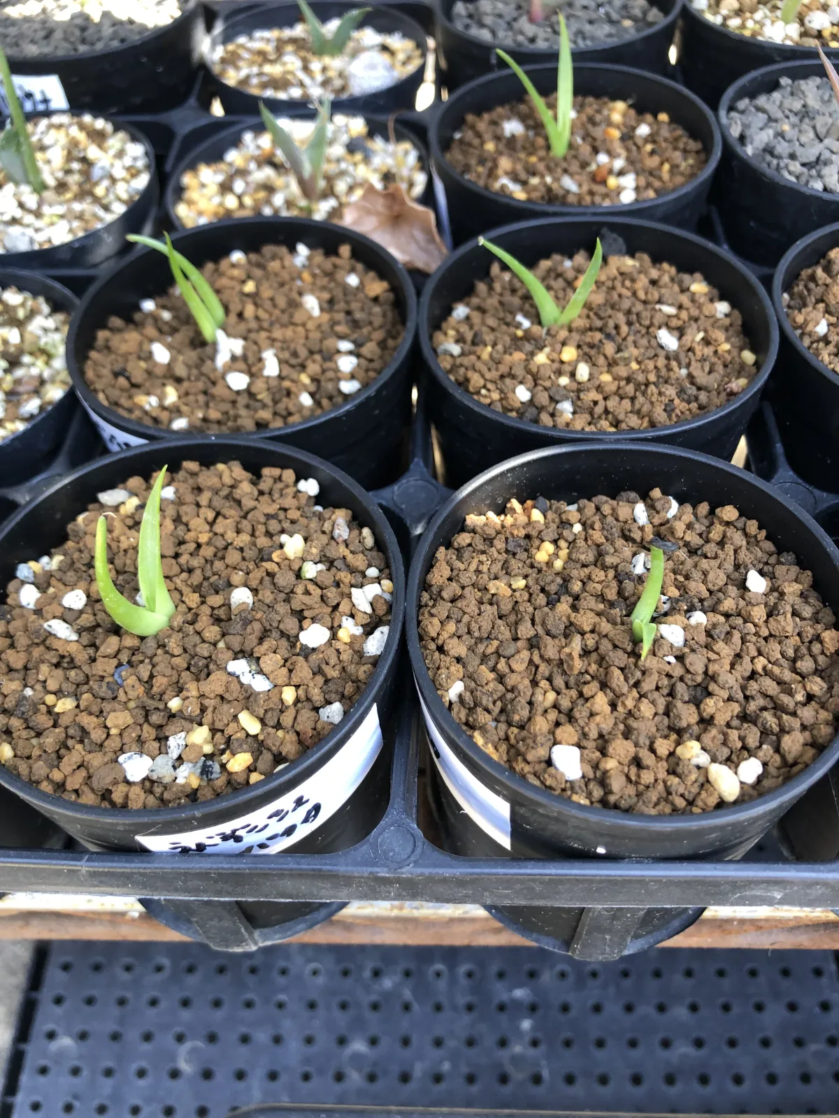 Agave utahensis var. nevadensis 'Compacta' (アガベ ネバデンシス コンパクタ)