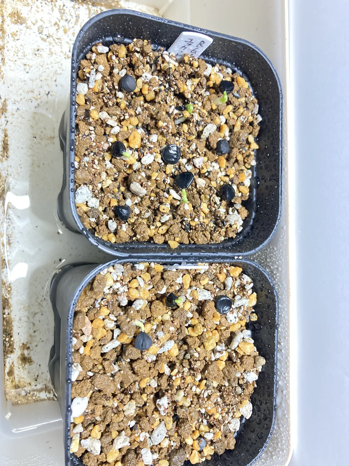 Yucca treculeana (ユッカ トレクレアーナ)