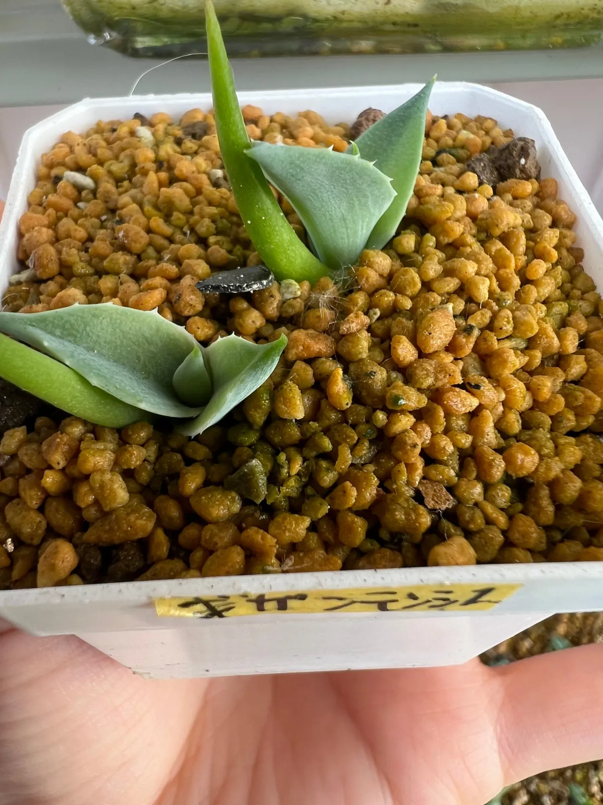 Agave gigantensis (アガベ ギガンテンシス)