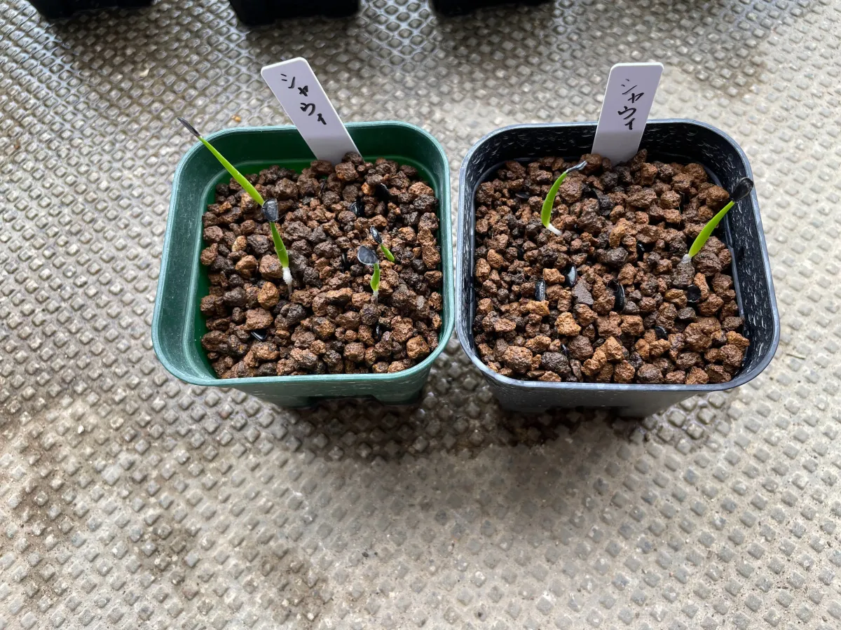 Agave shawii subsp. shawii (アガベ シャウィ)