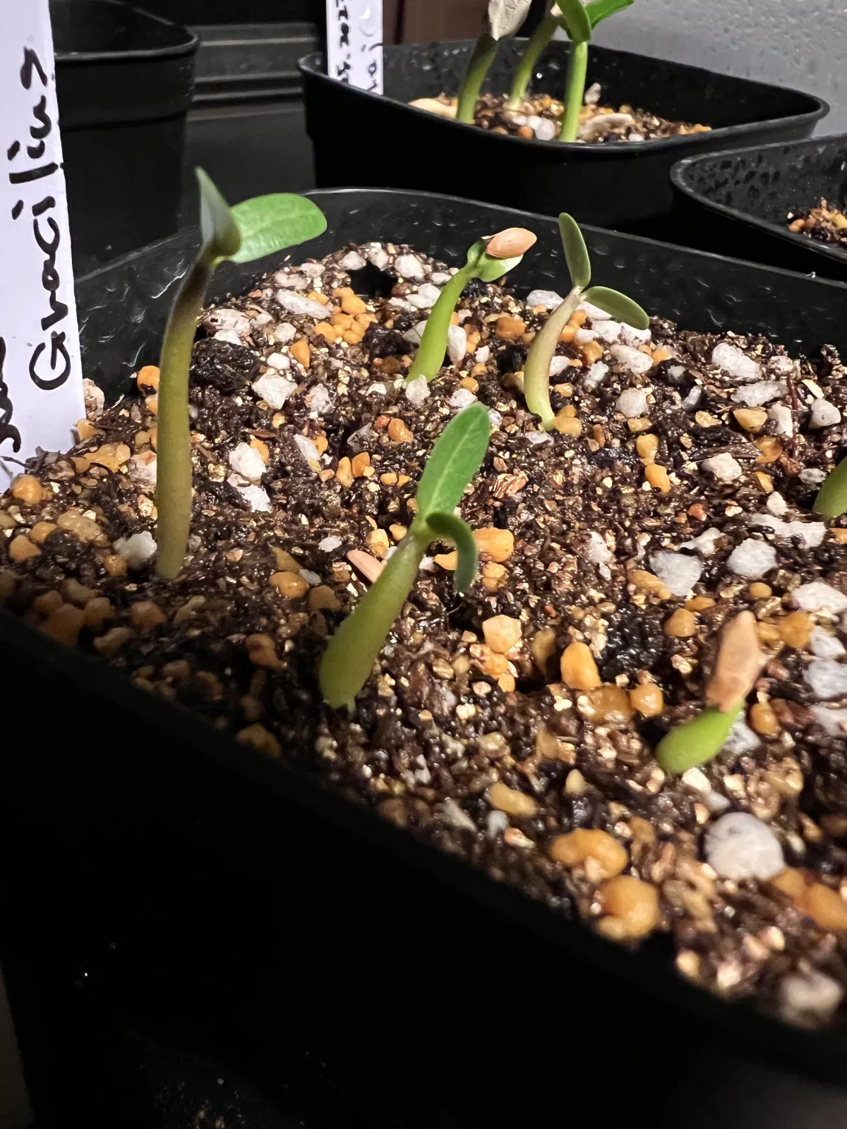 Pachypodium rosulatum var. gracilius (パキポディウム グラキリス)