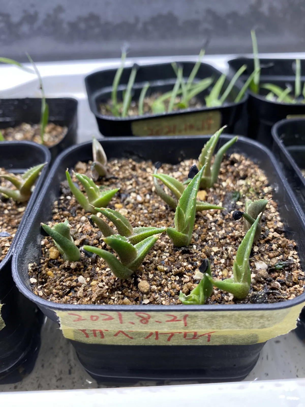 Agave oteroi (アガベ オテロイ)