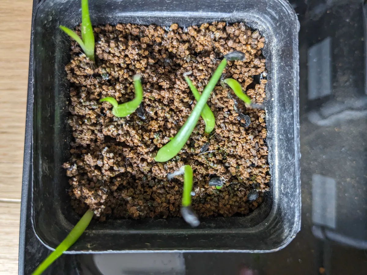 Agave utahensis var. eborispina 'Vegas' (アガベ エボリスピナ ヴェガス)