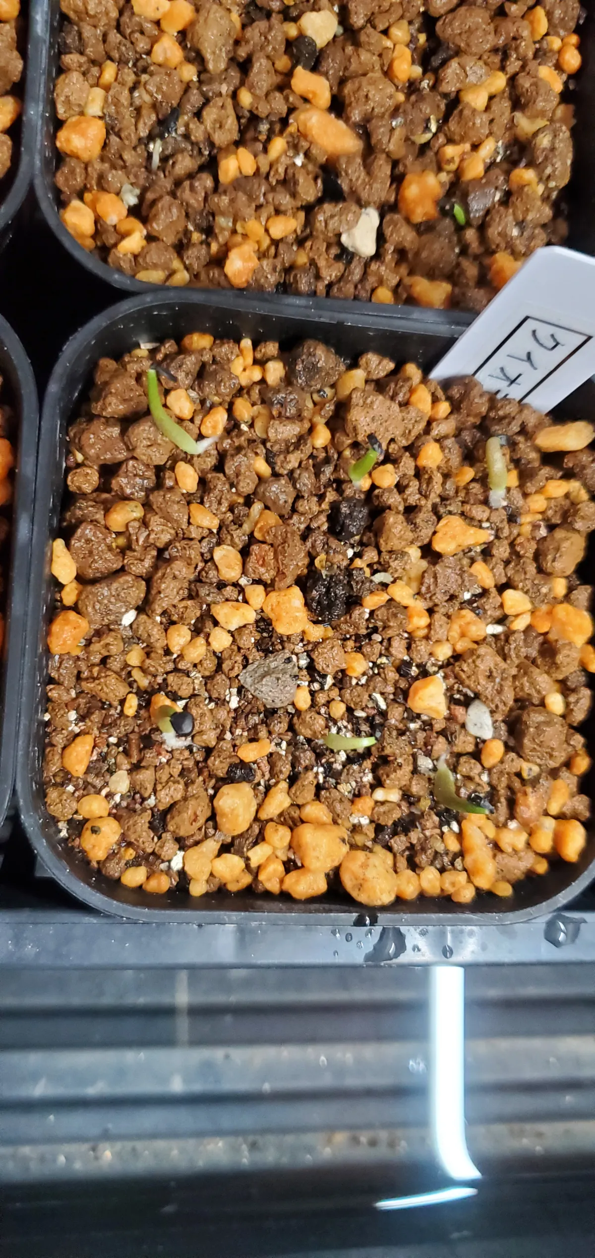 Agave quiotepecensis (アガベ クイオテペセンシス)