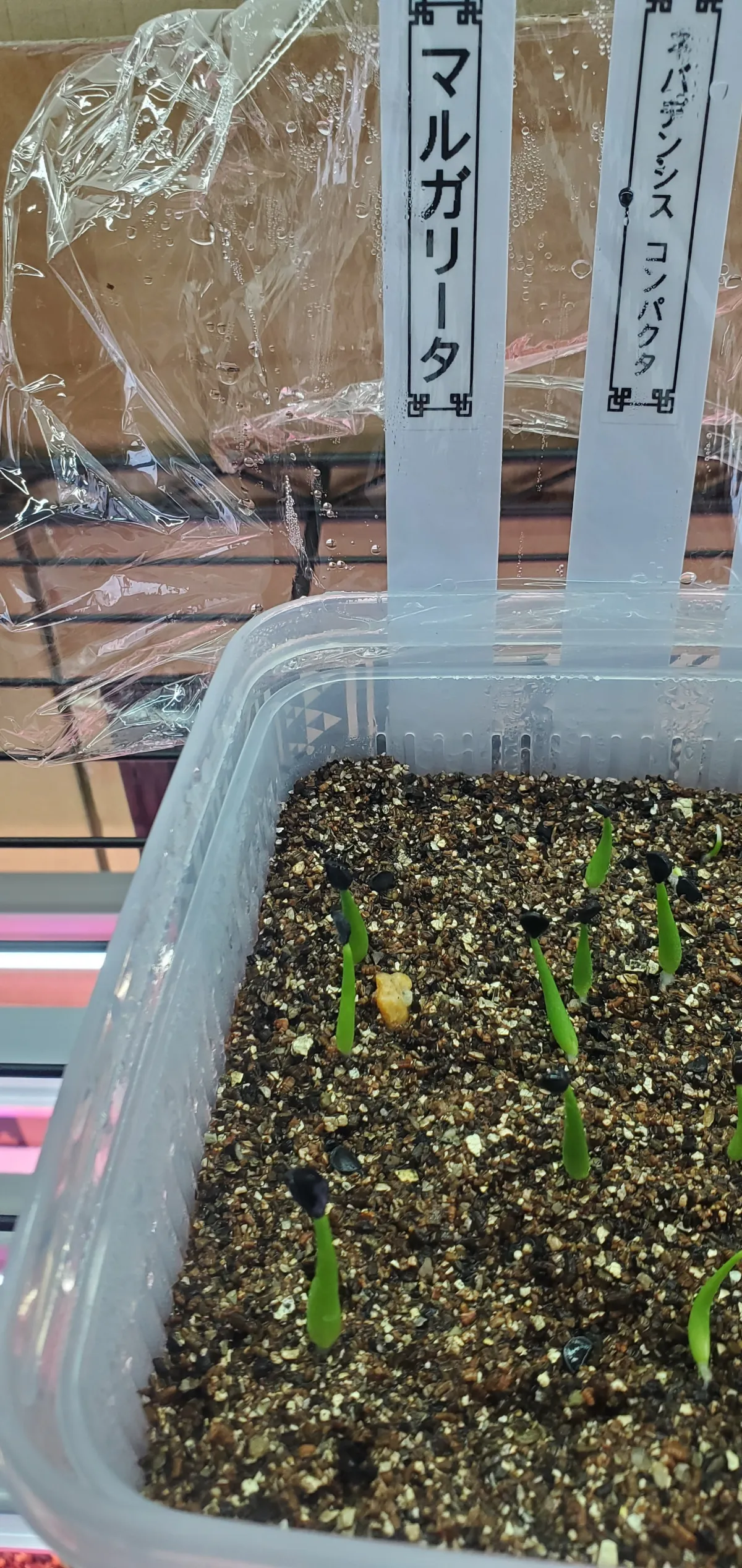 Agave margaritae (アガベ マルガリータ)