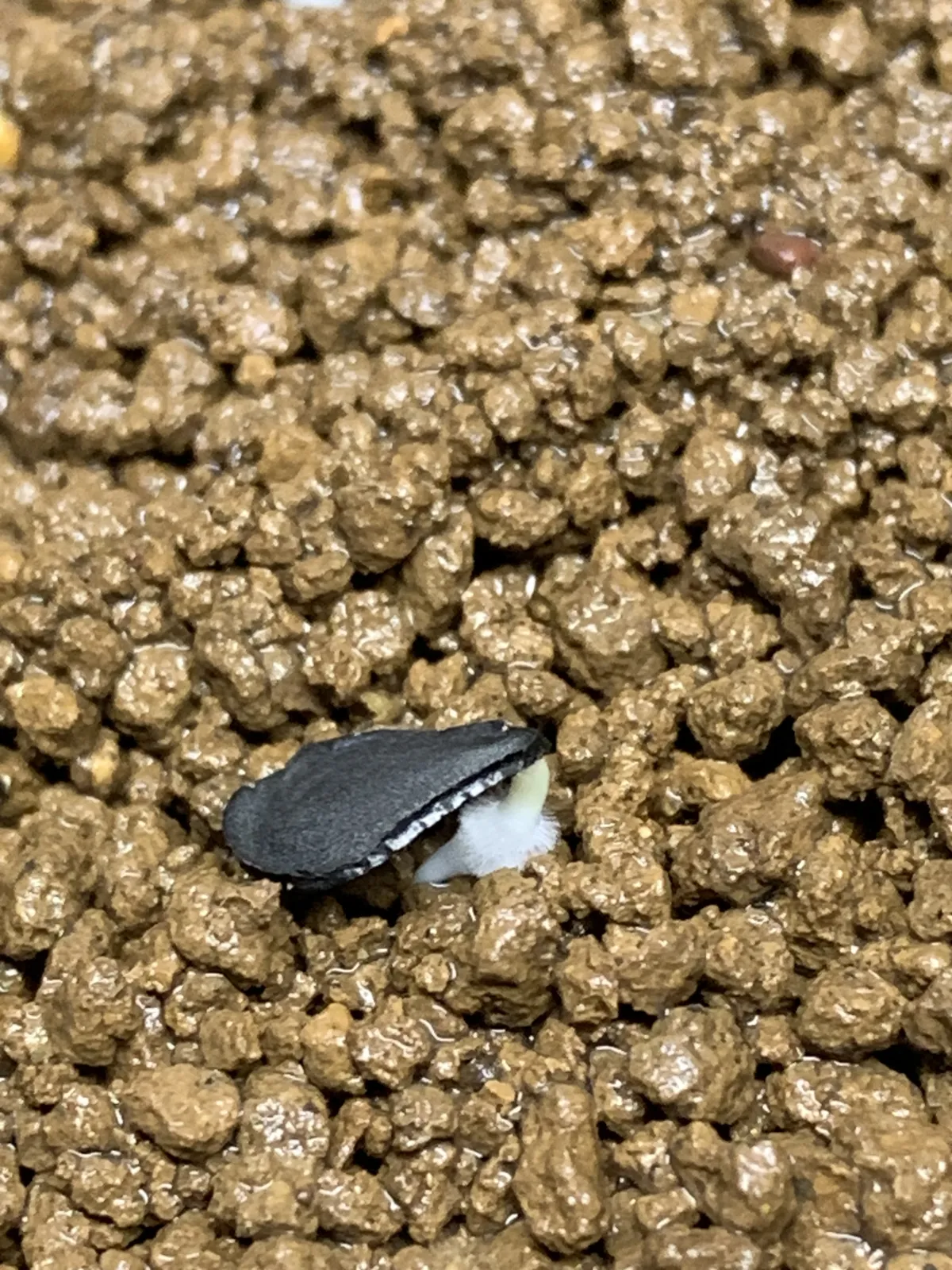 Agave macroacantha (アガベ マクロアカンサ 八荒殿)