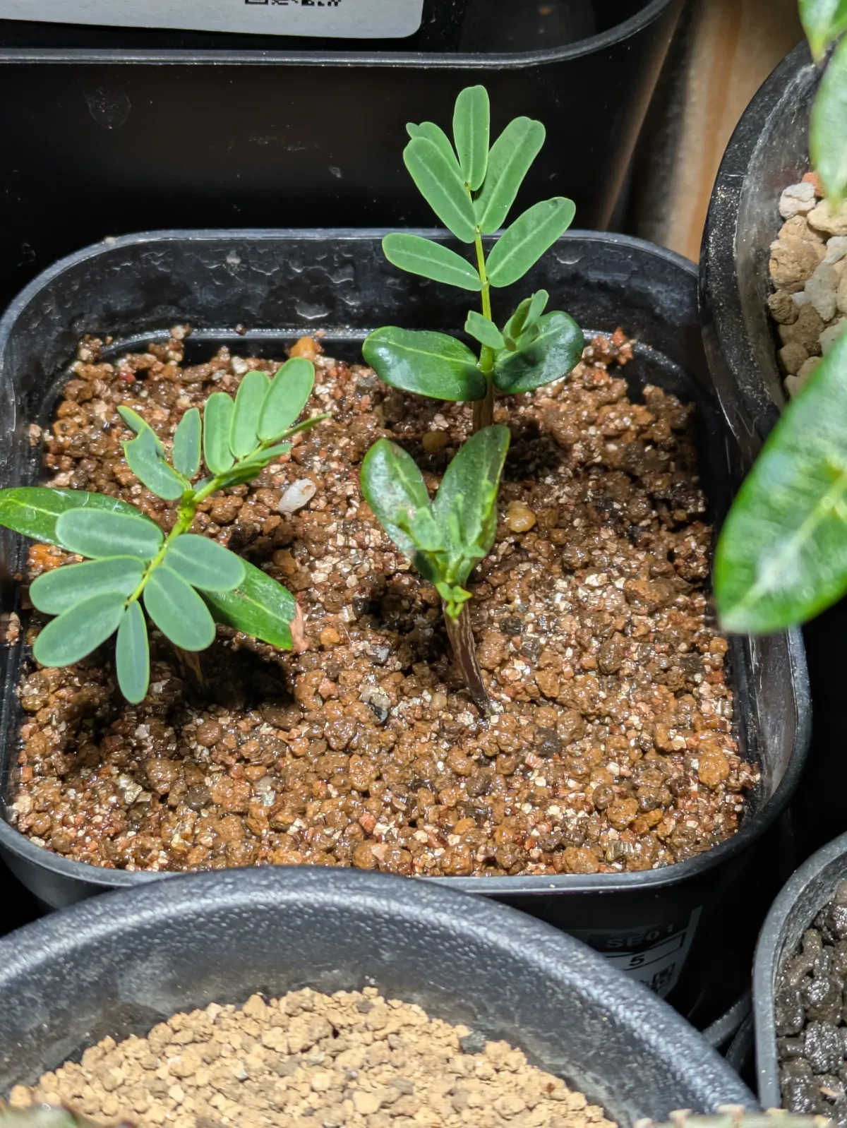 Senna meridionalis (センナ メリディオナリス)