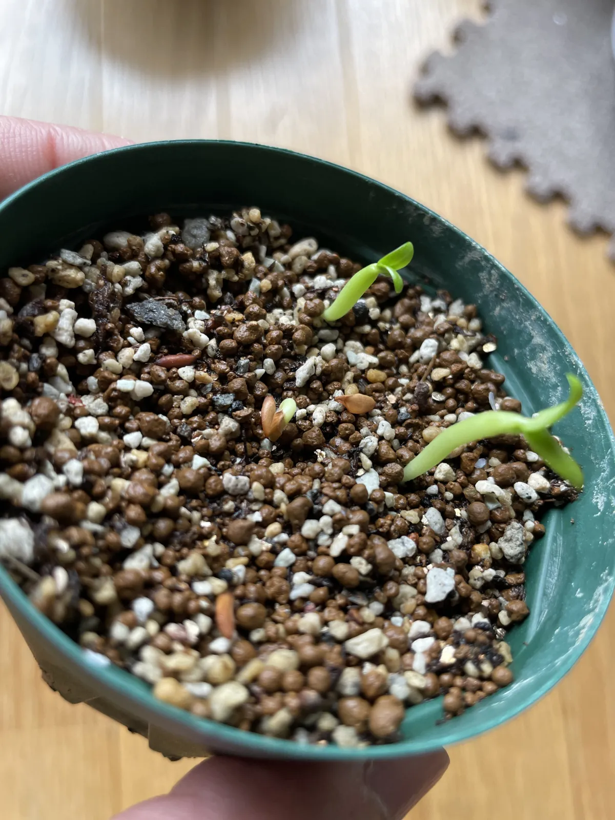 Pachypodium rosulatum var. gracilius (パキポディウム グラキリス)