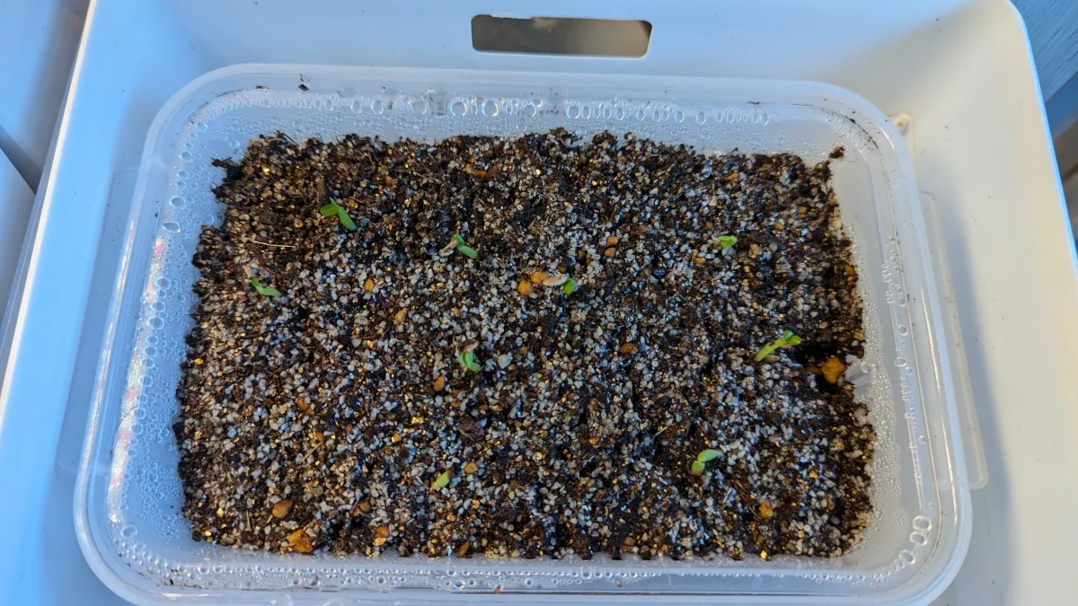 Pachypodium brevicaule subsp. leucoxanthum (パキポディウム レウコキサンツム)