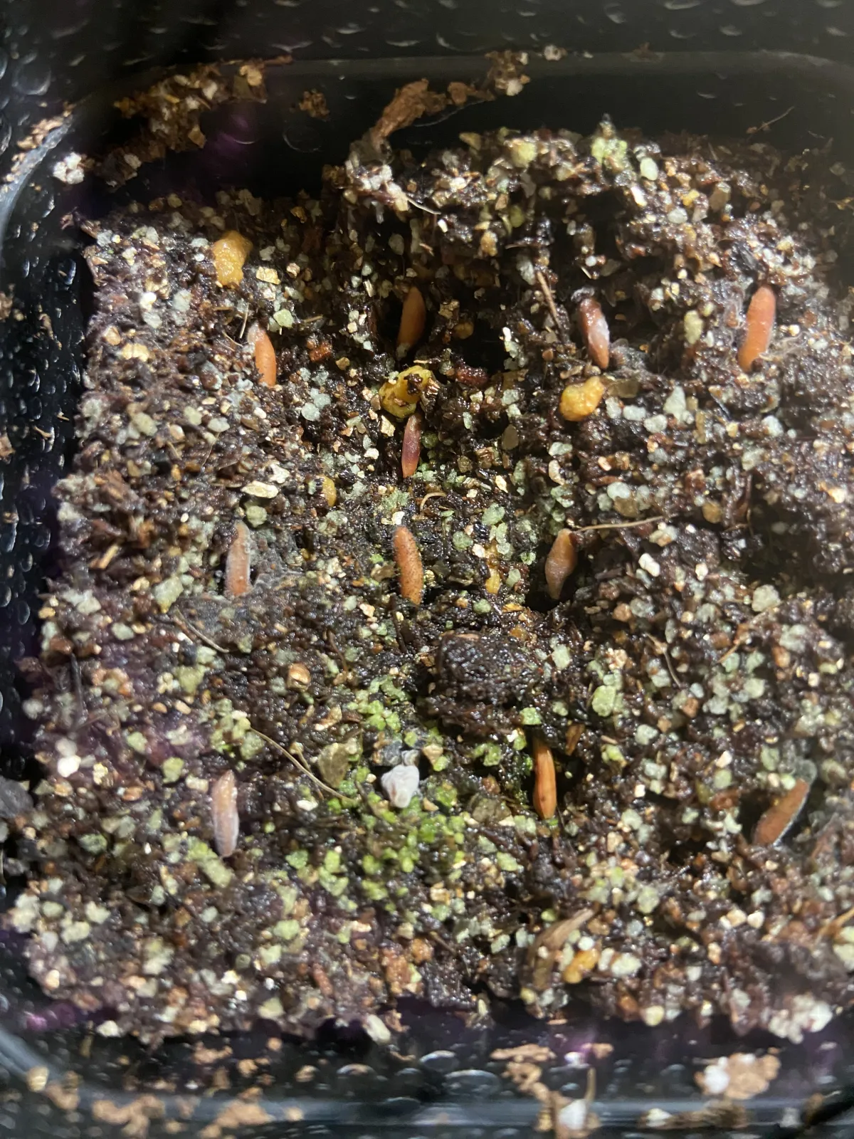 [無料種子] 発芽難 パキポディウム グラキリス　 Pachypodium rosulatum var. gracilius