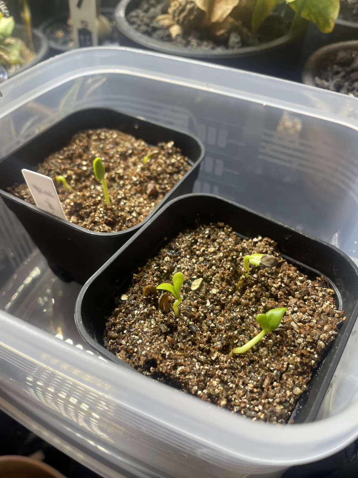 Senna meridionalis (センナ メリディオナリス)