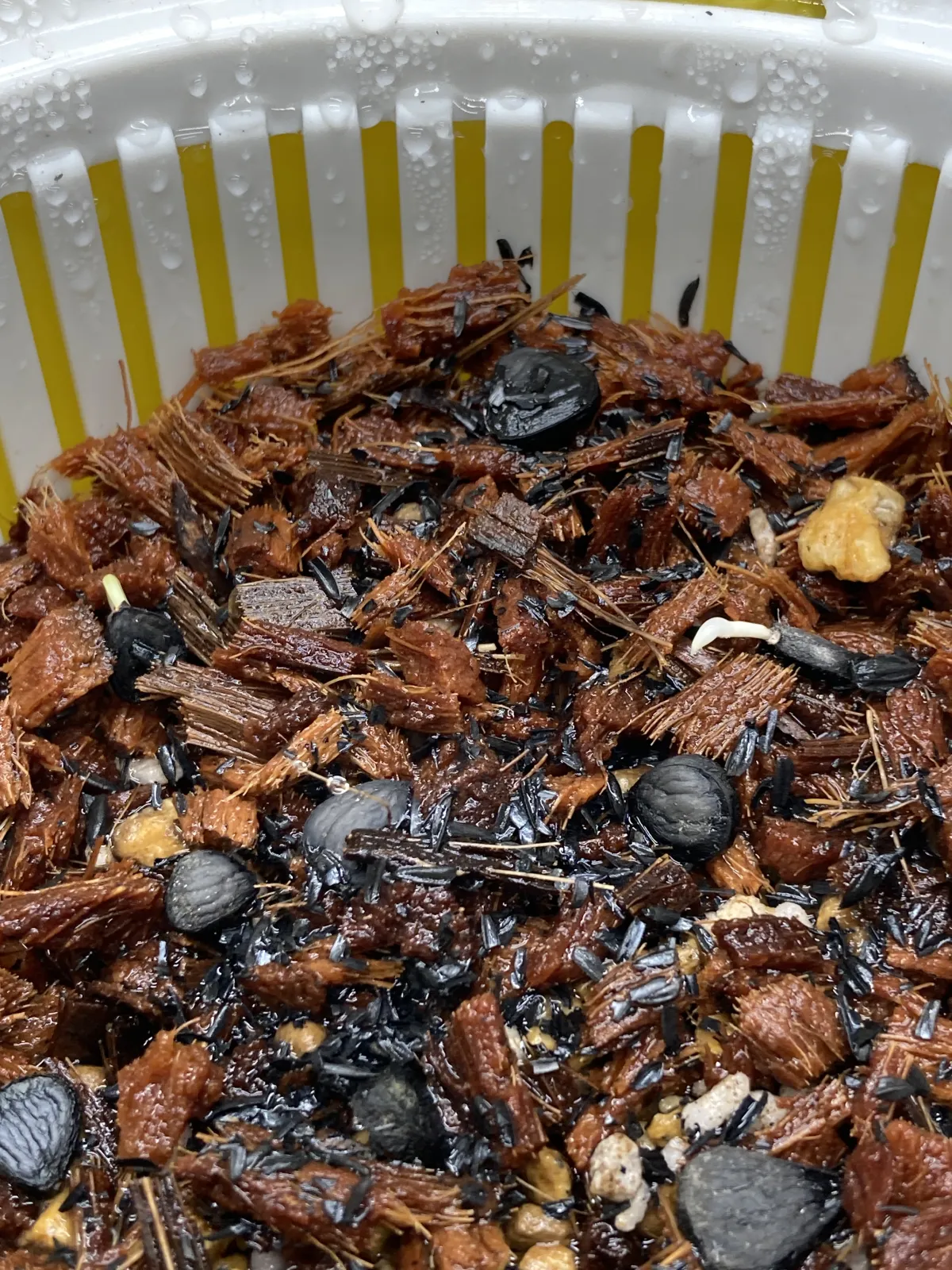 Yucca baccata var. baccata (ユッカ バッカタ)