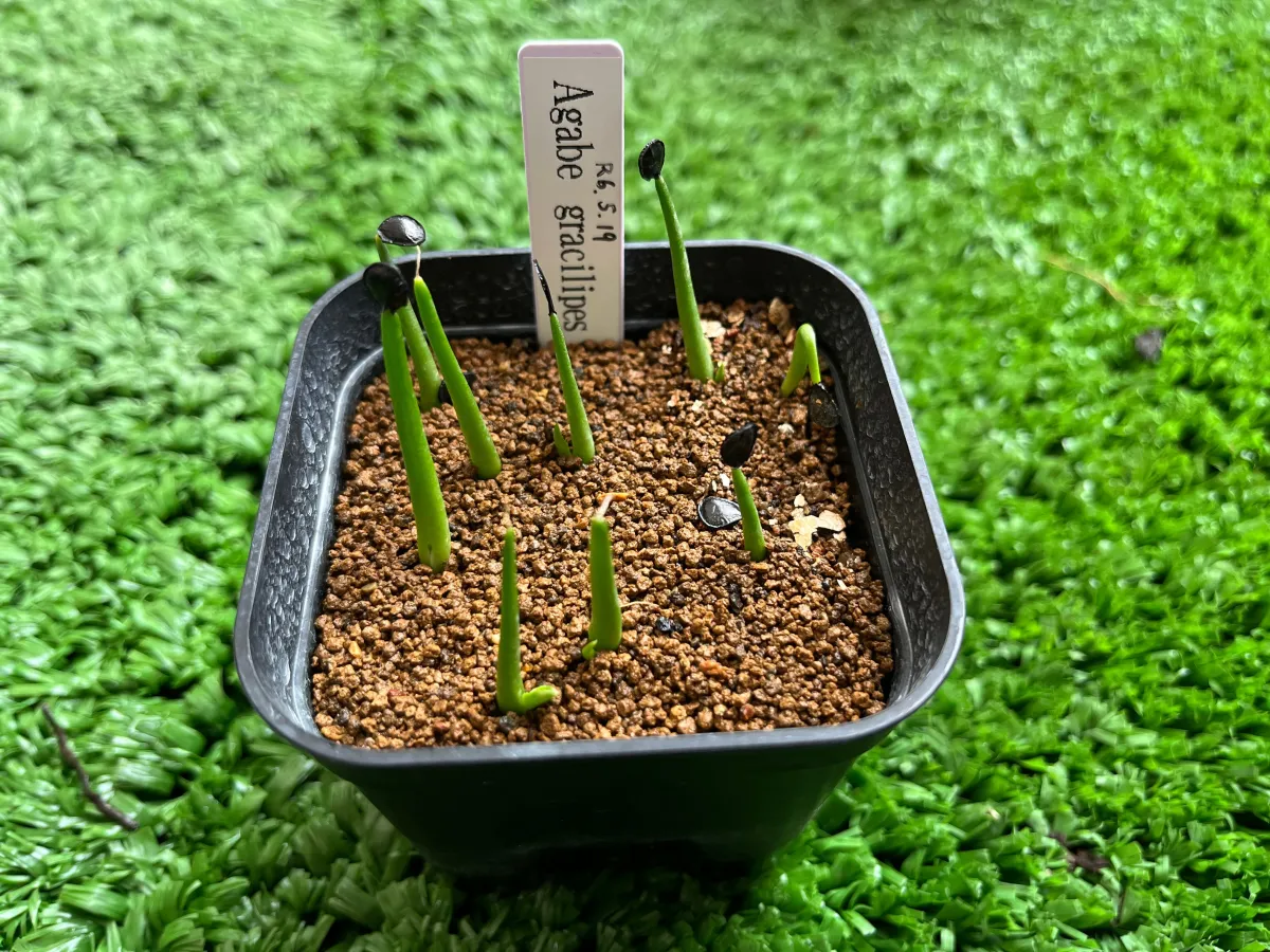 Agave gracilipes (アガベ グラシリペス)