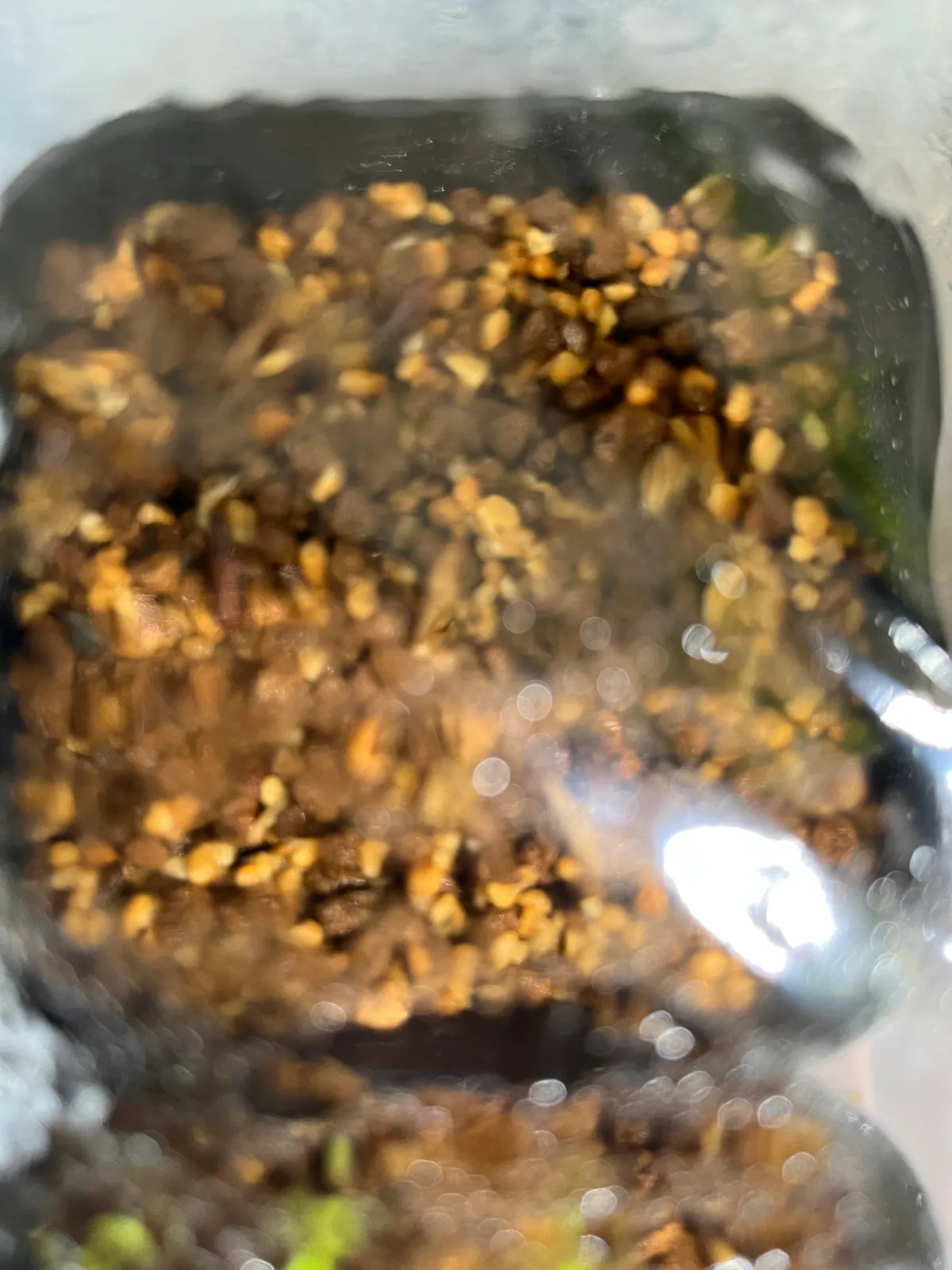 Stephania suberosa (ステファニア スベローサ)