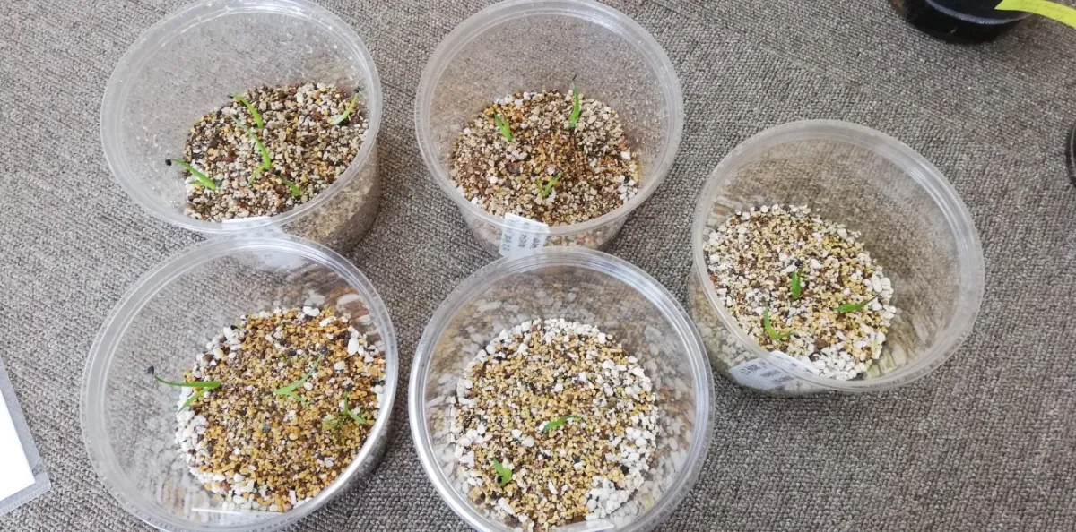 Agave utahensis var. eborispina 'Hayford' (アガベ エボリスピナ ヘイフォード)