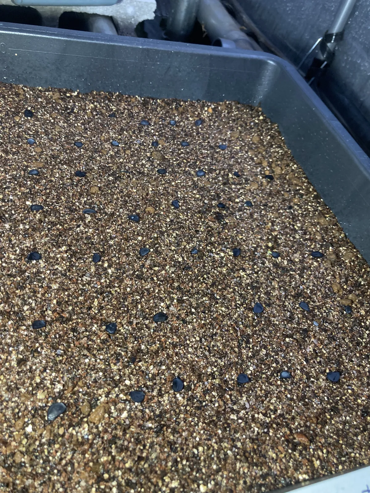 Agave parryi var. truncata (アガベ パリー トランカータ)