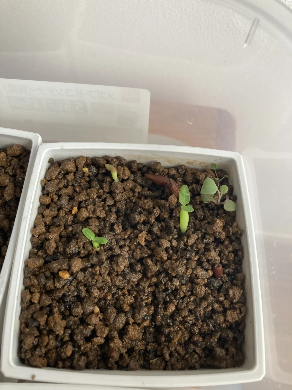 Pachypodium rosulatum subsp. makayense (パキポディウム マカイエンセ)