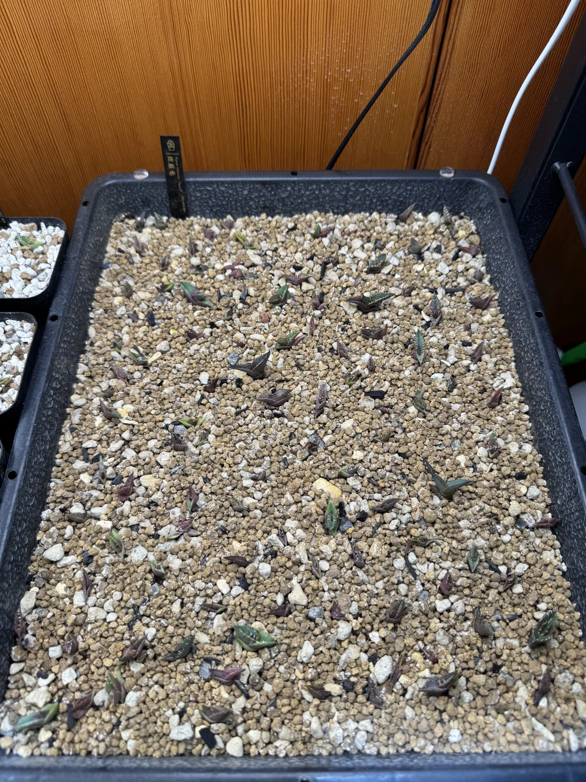 Agave titanota (アガベ チタノタ ドワーフ)