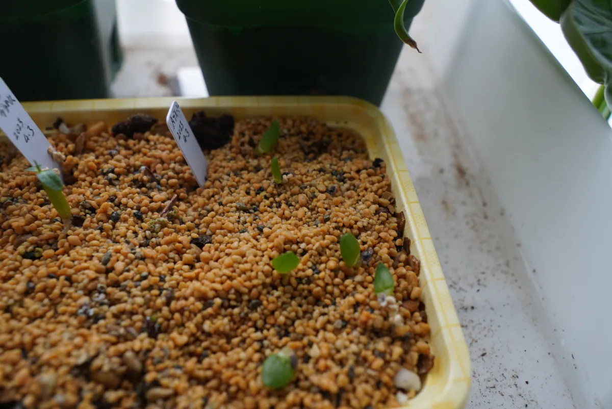 Aloe broomii (アロエ ブルーミー)