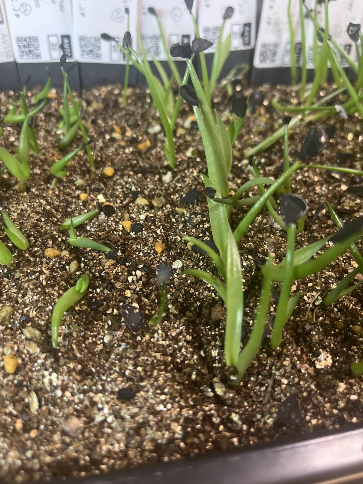 Agave macroacantha (アガベ マクロアカンサ 八荒殿)