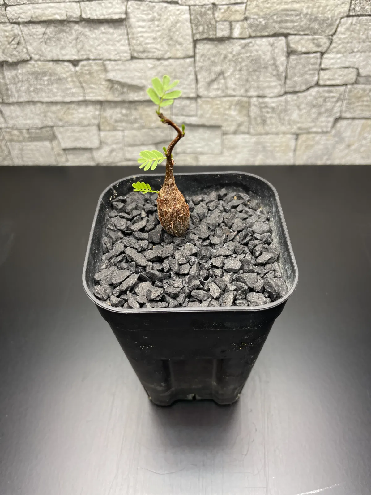 Senna meridionalis (センナ メリディオナリス)