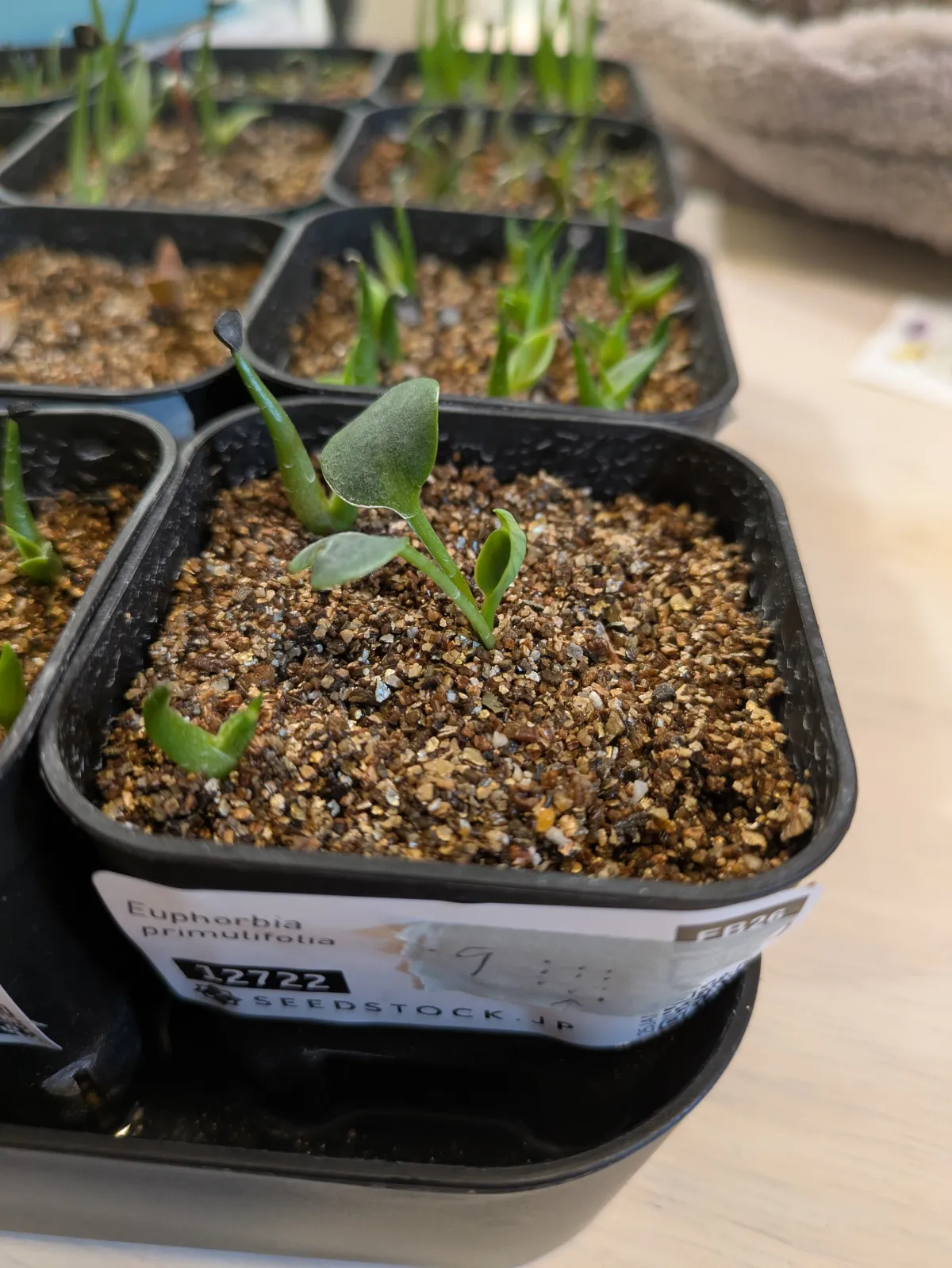 Euphorbia primulifolia var. primulifolia (ユーフォルビア プリムリフォリア)